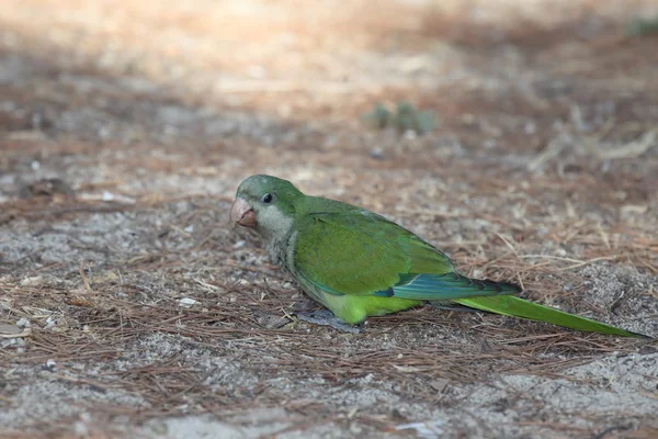 Perico monje — Foto de Stock