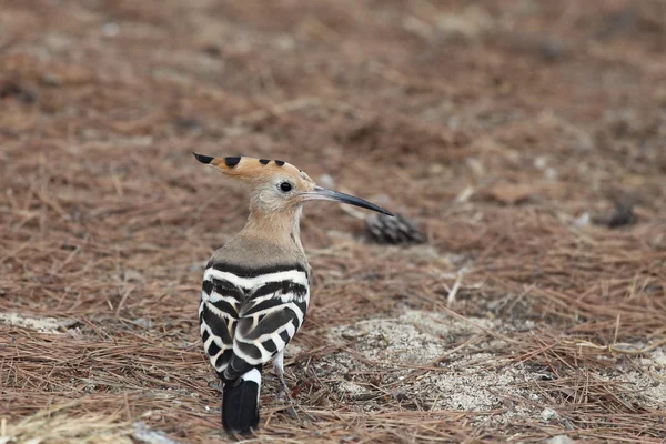 ¡Hoopoe! —  Fotos de Stock