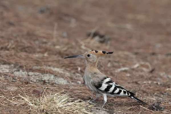 ¡Hoopoe! —  Fotos de Stock