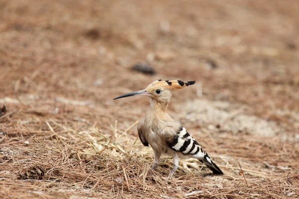 ¡Hoopoe! — Foto de Stock