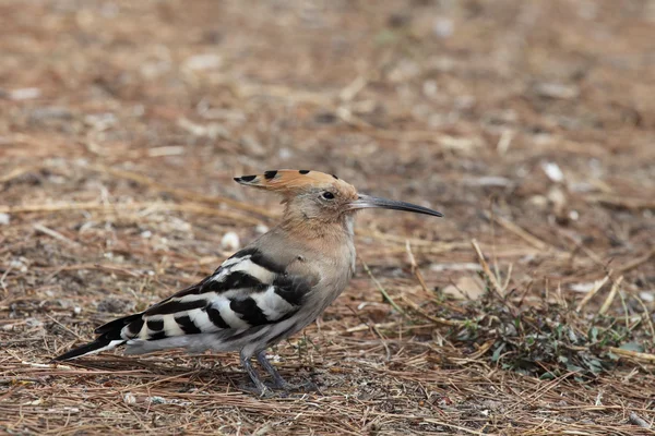 ¡Hoopoe! —  Fotos de Stock