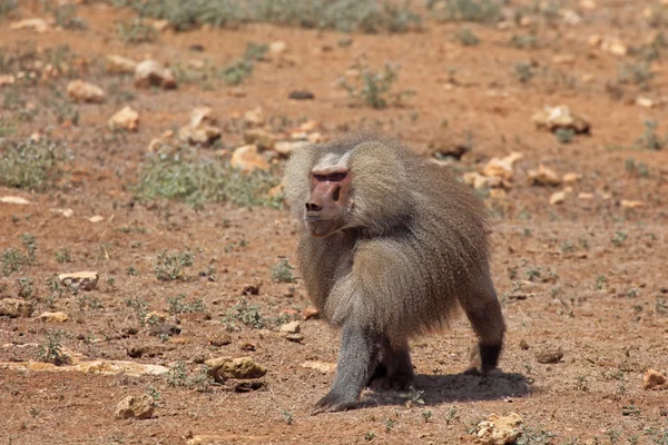 Baboon — Stock Photo, Image