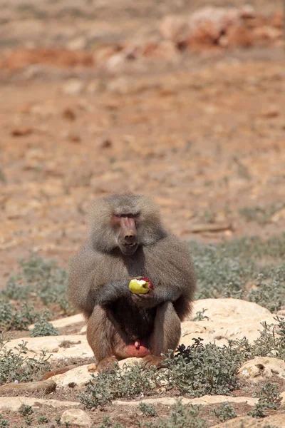 Baboon — Stock Photo, Image