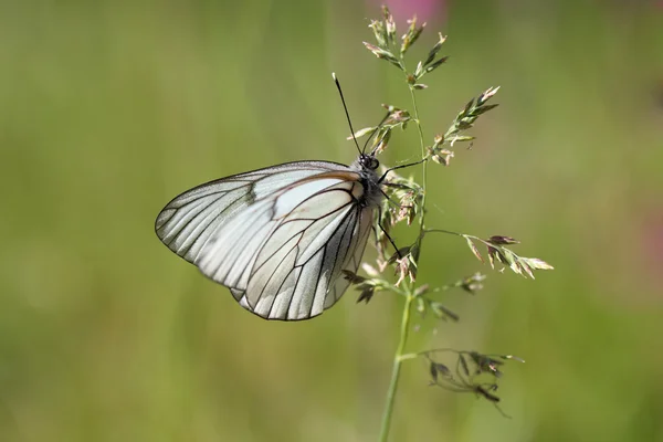 Butterfly — Stock Photo, Image