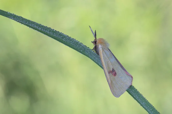 Mariposa. — Foto de Stock