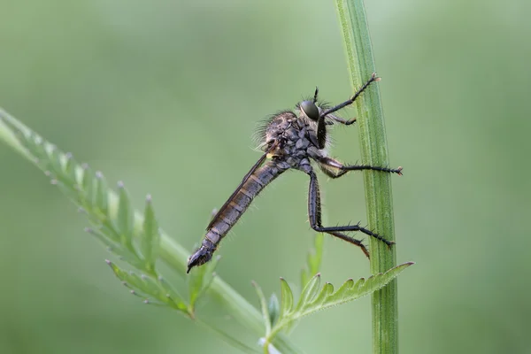 Asilidae — Fotografia de Stock