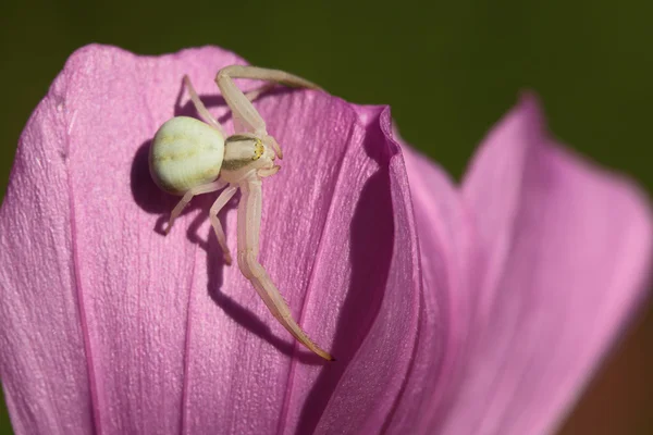 Araña — Foto de Stock