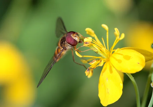 A mosca senta-se em uma flor — Fotografia de Stock