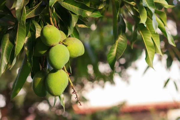 Ramo de mango verde inmaduro en el árbol de mango —  Fotos de Stock