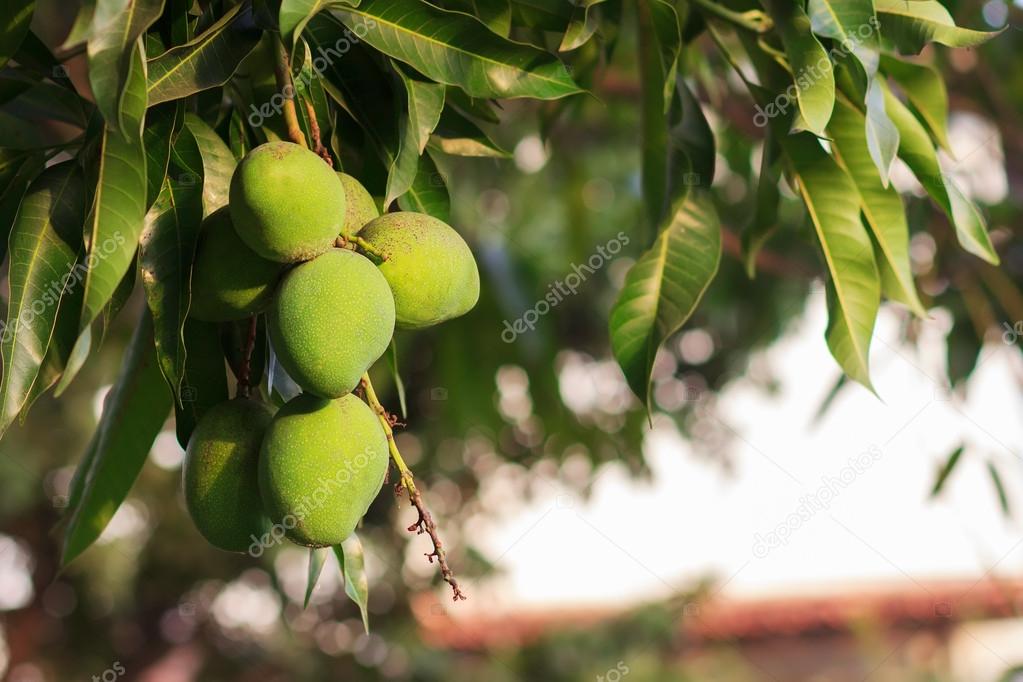 Bunch of green unripe mango on mango tree