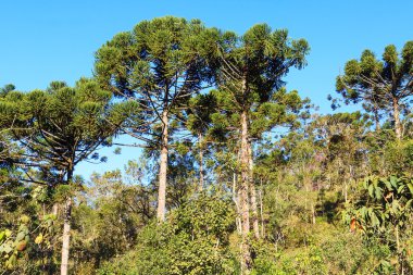 Araucaria angustifolia ( Brazilian pine) in forest clipart