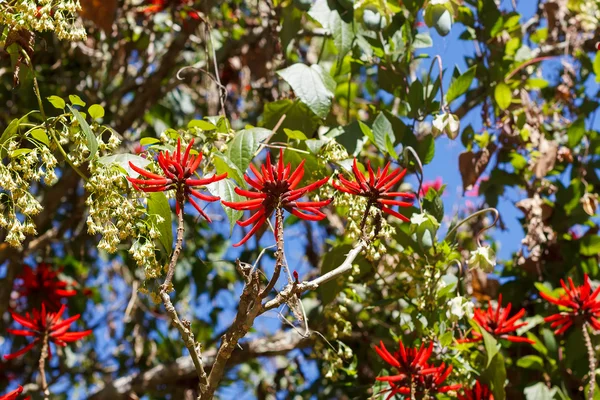 Červené květy brazilských strom Erythrina speciosa (korálový strom, Fl — Stock fotografie