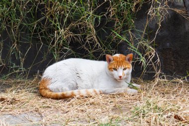 Kırmızı beyaz evsiz kedi sonbahar sokakta
