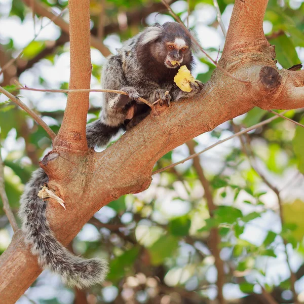 The common marmoset (Callithrix jacchus) White-eared monkey eati — Stock Photo, Image