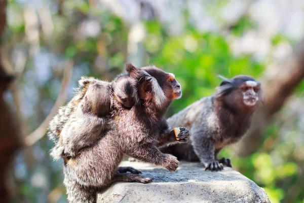 Vitkindad monkey familj: manliga och kvinnliga äta med baby — Stockfoto