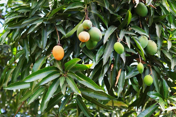 Bunch of green and orange ripe mango on tree in garden — Stock Photo, Image