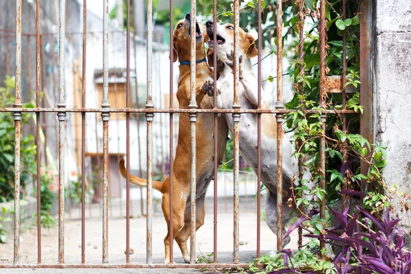 Twoo anjing dachshund bermain di halaman — Stok Foto