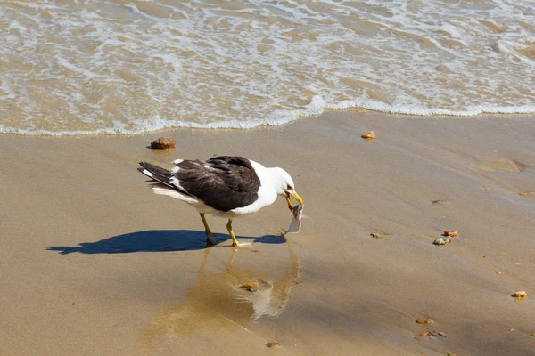 Gaviota comiendo pescado en la playa cerca del agua — Foto de Stock