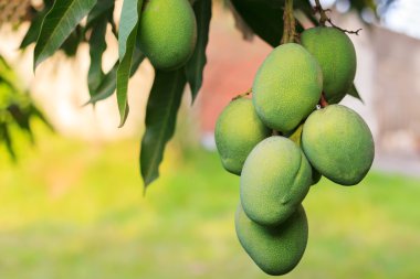 ağaç bahçe yeşil mango demet