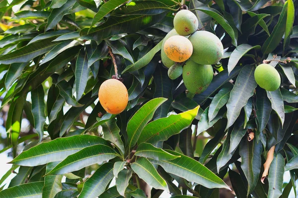 Orange mogen och massa grön mango på träd i trädgården — Stockfoto