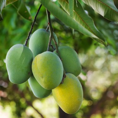 Yeşil ve sarı olgun mango ağacı bahçede üzerinde demet