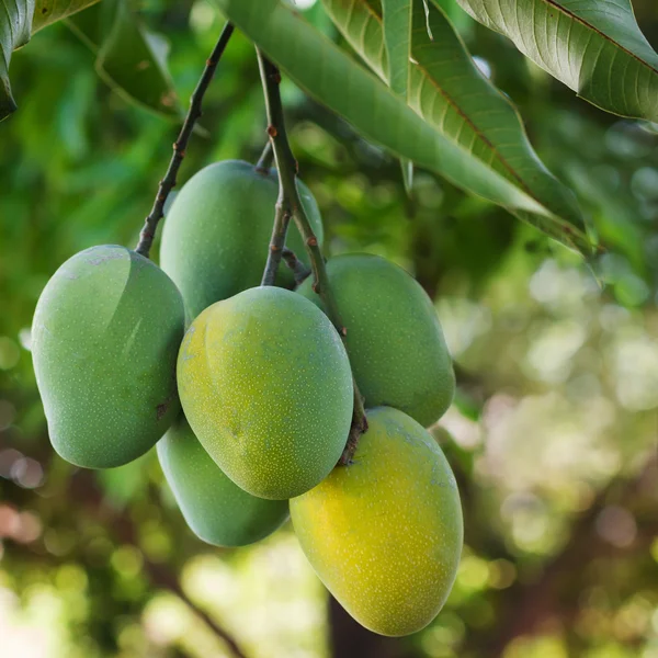 Bunch of green and yellow ripe mango on tree in garden — Stock Photo, Image