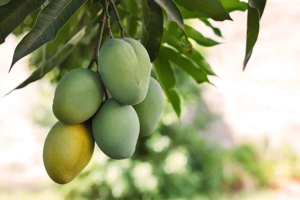 Massa grönt och mogen mango på träd i trädgården — Stockfoto