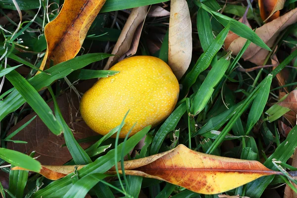 Orange, yellow ripe mango felt from tree on grass in garden — Stock Photo, Image