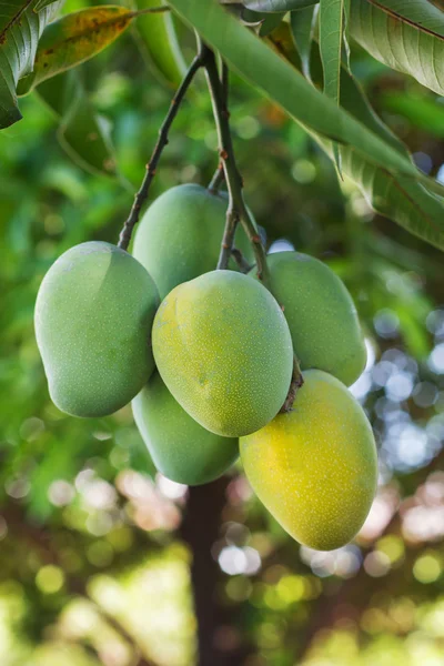 Mazzo di mango maturo verde e giallo su albero in giardino con albero — Foto Stock