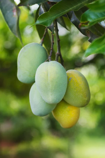 Bunch of green and two yellow ripe mango on tree in garden — Stock Photo, Image