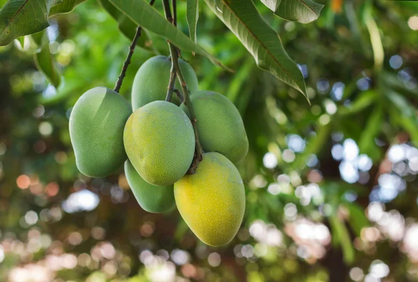 Bunch of green ripe mango on tree in garden — Stock Photo, Image