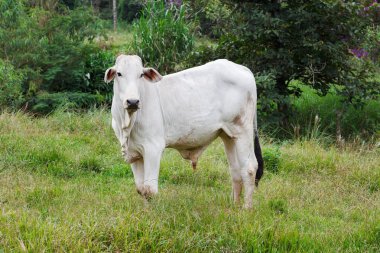 Nellore - brazilian beef cattle in field, white bull clipart