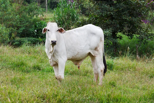 Nellore ganado vacuno brasileño en el campo, toro blanco —  Fotos de Stock