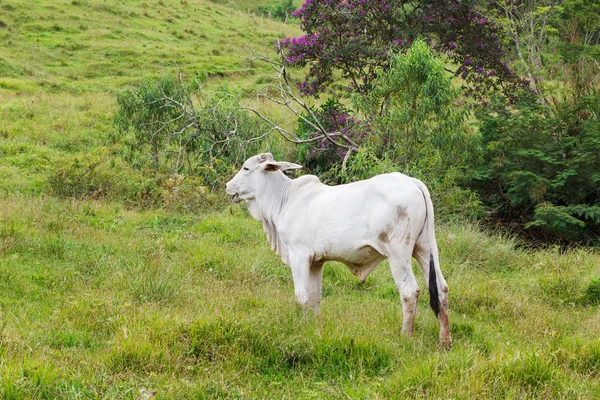 Nellore - brazilian beef cattle in mountains, white bul — Stock Photo, Image