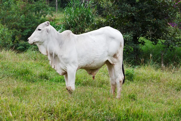 Brazilian breed Nellore beef cattle bull in green grass — Stock Photo, Image