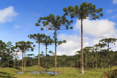 Araucaria angustifolia ( Brazilian pine),  Brazil clipart