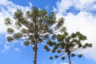 Araucaria iğde (Brezilya çam üst kısmı closeup