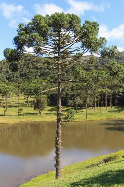 Araucaria angustifolia ( Brazilian pine), Brazil clipart