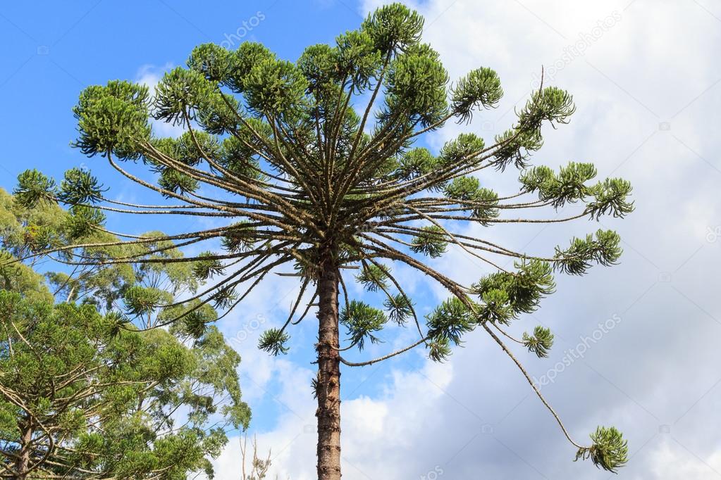 Closeup of upper part of Araucaria angustifolia ( Brazilian pine