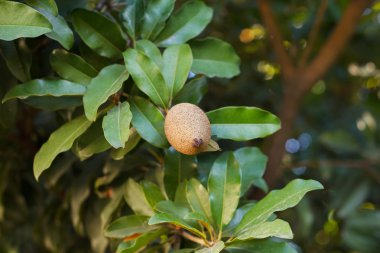  Manilkara zapota, sapodilla ağaç meyvesi