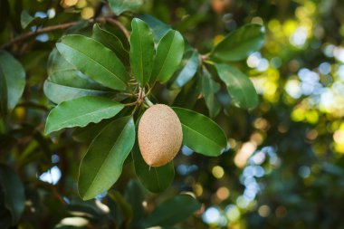 Manilkara zapota, sapodilla ağaç meyvesi