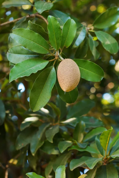 Fruto (bayas elipsoides) de Manilkara zapota, sapodilla —  Fotos de Stock