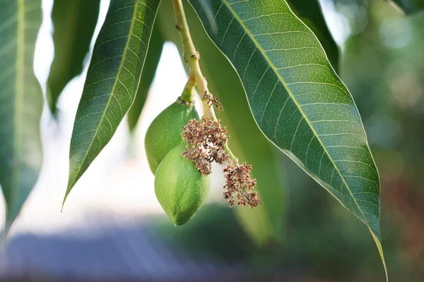 Ramo de mango verde joven en el árbol —  Fotos de Stock