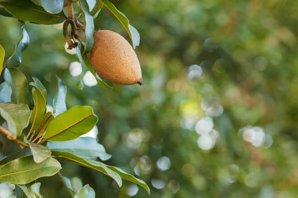 Fruit of Manilkara zapota, sapodilla tree — Stock Photo, Image