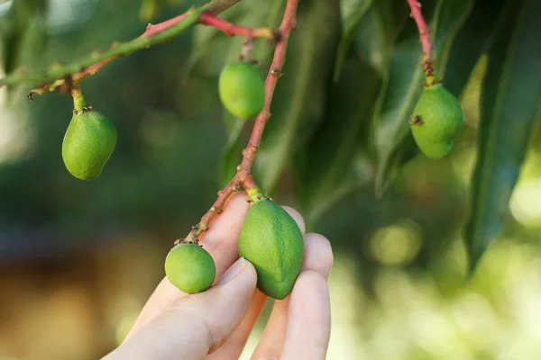Ramo de mango verde joven en el árbol —  Fotos de Stock