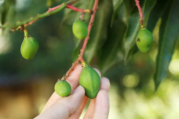 Bande de jeunes mangues vertes sur l'arbre — Photo