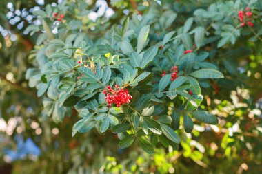 Schinus terebinthifolius, Brezilyalı biber, aroeira, gül biber