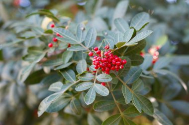 Schinus terebinthifolius, Brezilyalı biber, aroeira, gül biber