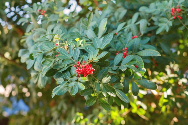 Schinus terebinthifolius, brazilský pepř, aroeira, růže, pepře — Stock fotografie