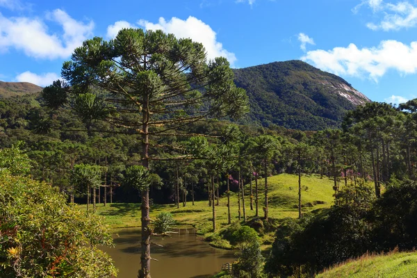 Araucaria angustifolia (brazil fenyő), Brazília — Stock Fotó